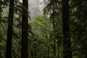 Towering Trees